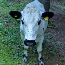 Cow of Glösa
